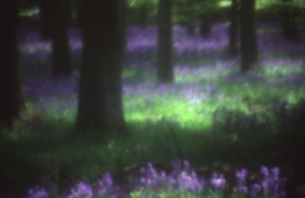 Bluebells in Ashridge